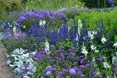 En vacker perennrabatt med lila och vita blommor längs en grusgång. Perfekt rabatt inspiration för en somrig trädgård.