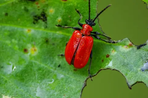 Jaskrawoczerwona poskrzypka liliowa na zielonym liściu, z widocznymi śladami żerowania.