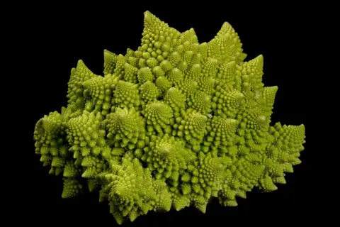 Zielone warzywo podobne do kalafiora, romanesco, o hipnotyzującym, fraktalnym kształcie, wyrasta na czarnym tle.