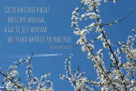 Kwiaty na tle błękitnego nieba przypominają o wiośnie i nadziei. Cytaty o kwiatach i ich rozkwicie.