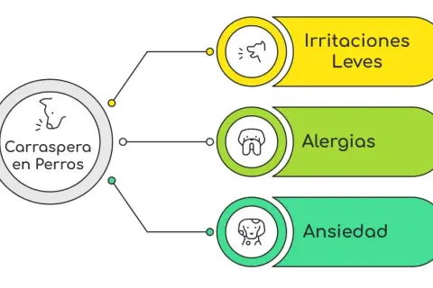 Diagrama sobre carraspera en perros: irritaciones leves, alergias y ansiedad. Mi perro tose como si tuviera algo en la garganta.
