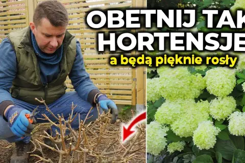 Przycinanie hortensji: jak ciąć, by kwitły obficie?