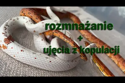 Jak węże się rozmnażają? Szokujące fakty o ich rozmnażaniu