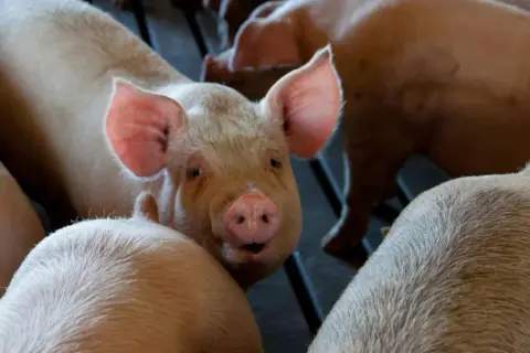 Zbliżenie na różową świnię z wielkimi uszami, w tle inne zwierzęta. Widać, że to krycie świni.