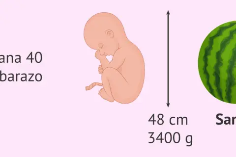 Bebé de 40 semanas de embarazo, tamaño de sandía, 48 cm, 3400 g. ¿40 semanas cuántos meses son? ¡Casi 9 meses!