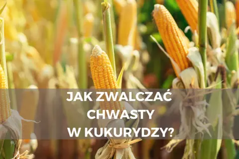Jak skutecznie zwalczyć chwastnicę jednostronną w uprawach kukurydzy