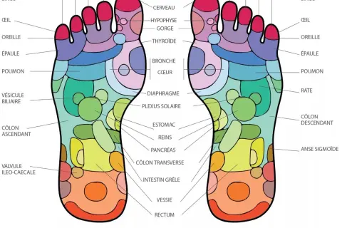 Carte des zones réflexes du pied, illustrant la medecine des pieds et ses correspondances avec les organes du corps.