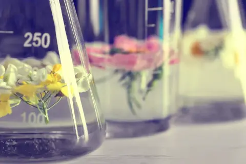 Blumen in Bechergläsern mit Flüssigkeit, die auf die Extraktion von Duftstoffen mit alcohol denat. hindeutet.