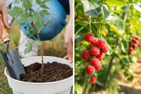 Sadzenie malin w ogrodzie. Po lewej młoda sadzonka, po prawej dojrzałe maliny w słońcu.