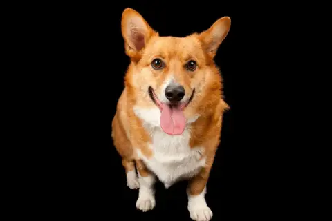 Qué perro elegir: descubre la raza ideal para tu hogar y estilo de vida