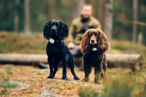 Två cocker spanielhundar, en svart och en brun, med GPS-halsband i skogen. Man undrar hur gammal blir en cocker spaniel?