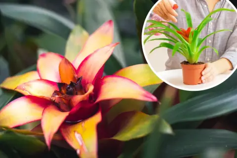 Jak często podlewać kwiat bromelia, aby uniknąć problemów z wilgocią?