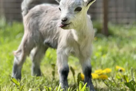 Un bébé chèvre naine, langue sortie, gambade dans l'herbe verte. Une image pleine d'espérance vie.