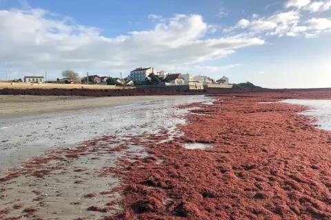 Plage envahie par une algue rouge, un danger potentiel pour l'écosystème. Le rivage est recouvert de cette masse végétale.