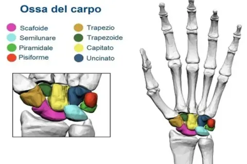 Illustrazione anatomica delle ossa del carpo, che compongono l'articolazione del polso, con colori distinti per ogni osso.