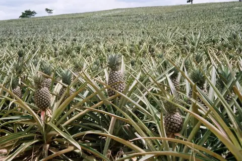 Pole ananasów, gdzie rośnie ananas, z dojrzałymi owocami wśród zielonych liści.