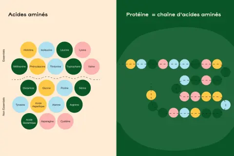 Schéma des acides aminés essentiels et non essentiels, montrant leur rôle comme source de protéine dans une chaîne.