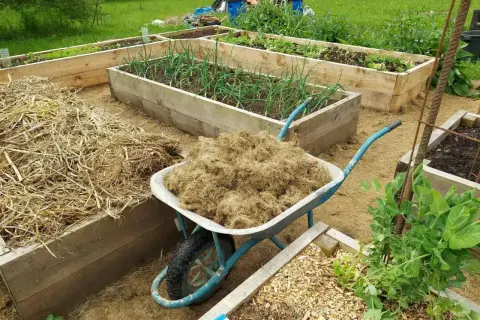 Wózek z materiałem do ściółkowania obok grządek z cebulą i innymi warzywami. Trwa uprawa warzyw.
