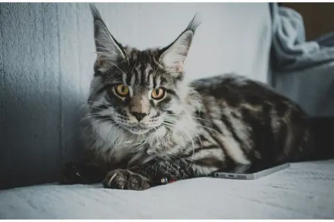Duży, pręgowany kot Maine Coon leży na kanapie obok telefonu. Zastanawiasz się, jak długo rośnie kot tej rasy?