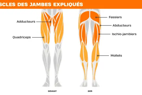Schéma des muscles des jambes, avant et arrière. Met en évidence les quadriceps, fessiers, adducteurs, ischio-jambiers et mollets pour un bon exercice.