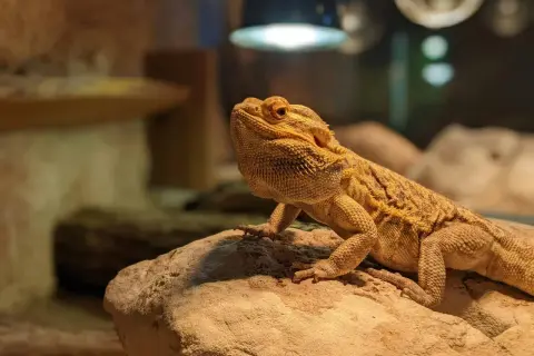 Agama brodata, ciekawy gad, żyje nawet 15 lat. Siedzi na kamieniu pod lampą.