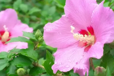 Różowy hibiskus kwitnie w żyznej ziemi, jego płatki pokryte kroplami deszczu.