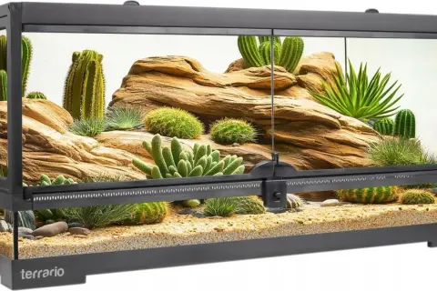 Pierwsze zwierzę do terrarium? Gekon, wąż, ptasznik kompletny przewodnik