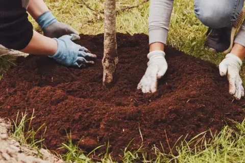Manos enguantadas ayudan a plantar árboles, cubriendo la tierra alrededor de un joven tronco.