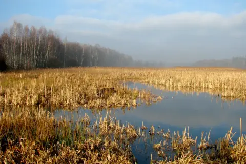 Mglisty poranek nad wodami Kozłowej Góry. Sucha trawa otacza spokojną taflę wody, w oddali las.