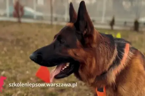 Szkolenie owczarka niemieckiego: Poznaj klucz do posłusznego psa!