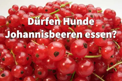 Ein Haufen roter Johannisbeeren mit der Frage: "Dürfen Hunde Johannisbeeren essen?