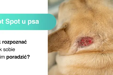 Zbliżenie na zaczerwienioną, podrażnioną skórę na szyi psa z widocznym stanem zapalnym.