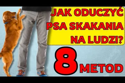 Koniec ze skakaniem! Jak oduczyć szczeniaka bez kar i frustracji?