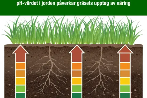 Gräsrötter i jord med varierande pH-värden. Pilarna visar hur näringsupptaget påverkas, från dåligt i sur jord till bra i kalkrik jord.