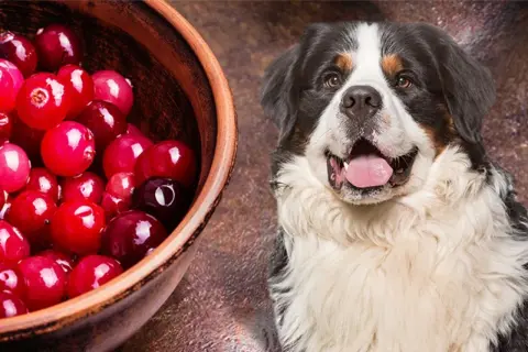 A Bernese Mountain Dog looks curiously at a bowl of cranberries, prompting the question: can dogs eat cranberries?