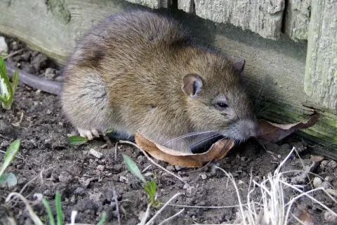 Jak szybko rozmnażają się szczury? Liczby, które szokują!