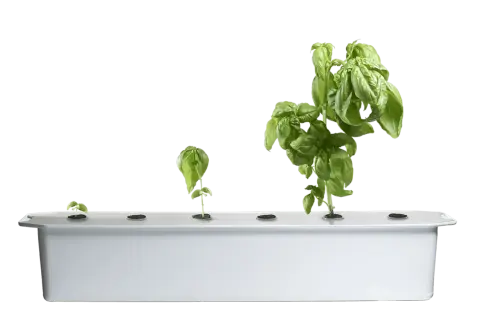Fyra basilika plantor i olika stadier av tillväxt, från liten planta till frodig buske, i ett hydroponiskt system. En illustration av hur man kan odla basilika i vatten.