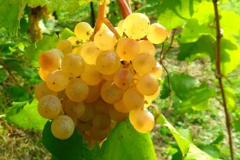 Grappoli dorati di albana di romagna maturi al sole, pronti per un vino dolce e profumato.