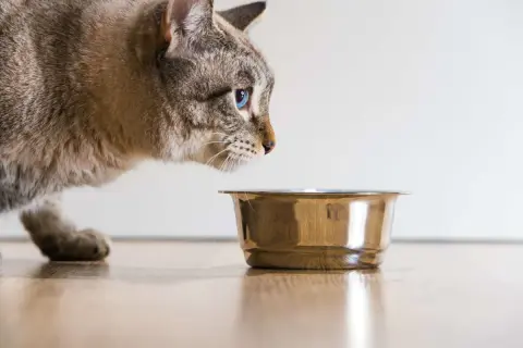 Un chat aux yeux bleus examine la quantité croquette chat dans sa gamelle.