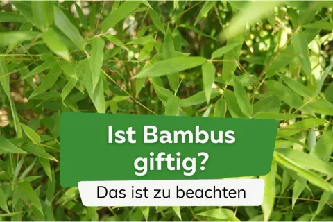 Grüner Bambus im Fokus. Die Frage "Ist Bambus giftig?" wird thematisiert, mit dem Zusatz "Das ist zu beachten".