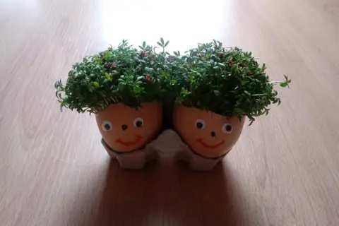 Dwa uśmiechnięte ludziki z rzeżuchy na głowie, świetne pomysły do przedszkola.