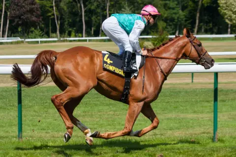 Galop konia: Jak płynnie jeździć i unikać błędów?