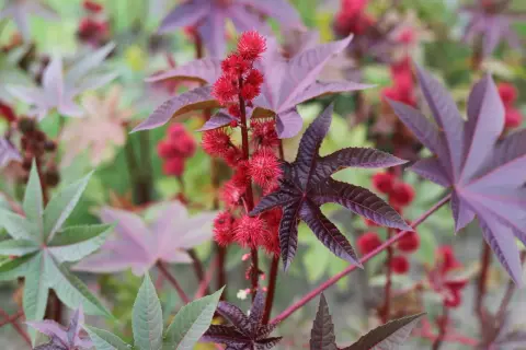 Röda, taggiga frökapslar och stora, handflikiga blad på en ricinus communis-växt.