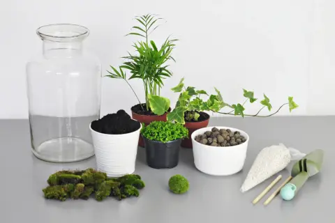 Las w szkle DIY: Stwórz swój miniaturowy ekosystem krok po kroku