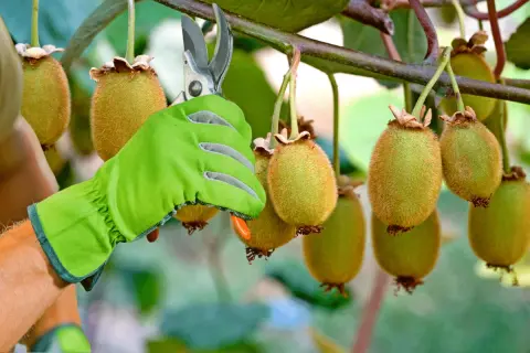 Main verte coupant un kiwi mûr sur une branche avec des ciseaux.
