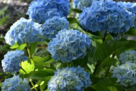 Plantas que no necesitan sol directo: el secreto para un jardín en sombra