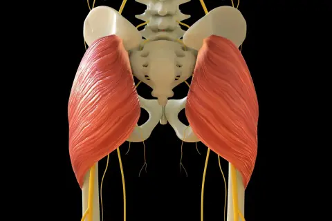 Der musculus gluteus maximus, der größte Gesäßmuskel, ist hier mit Nerven und Beckenknochen dargestellt.