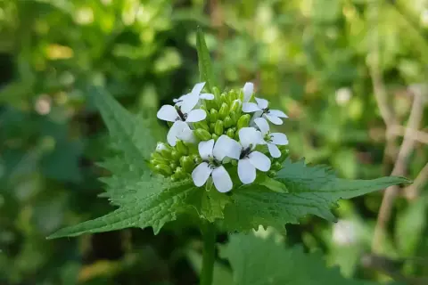 Kleine weiße Blüten der Knoblauchsrauke, bekannt für ihre Heilwirkung, entfalten sich im satten Grün.