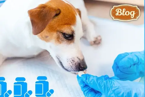 Objawy odrobaczania psa: co powinieneś wiedzieć o skutkach ubocznych