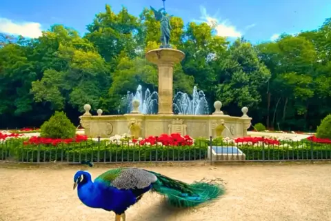 Pavo real azul y verde junto a una fuente monumental en un jardín con flores rojas. Un bonito ver en Valladolid.